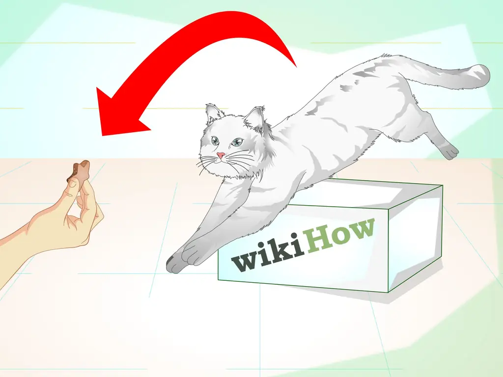 Как заставить гиперкота сидеть: 8 шагов (с иллюстрациями)