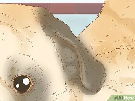 Определить мопса Шаг 5