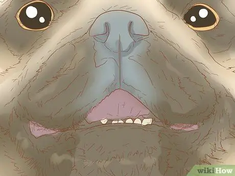 Определить мопса Шаг 8