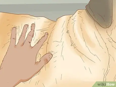 Определить мопса Шаг 9