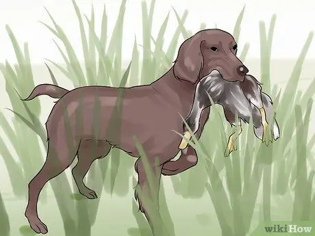 Проведите короткие тренировки с охотничьей собакой Шаг 12