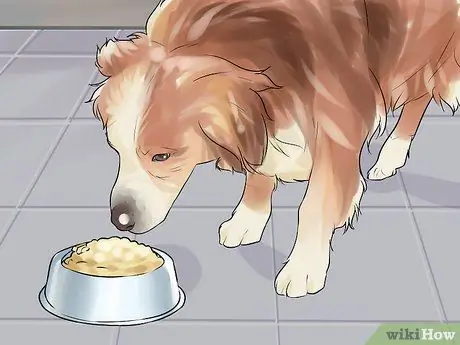 Проведите короткие тренировки с охотничьей собакой Шаг 2