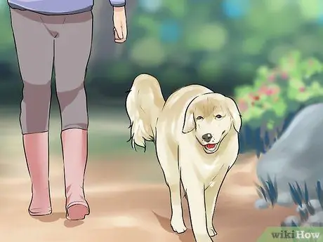 Проведите короткие тренировки с охотничьей собакой Шаг 4