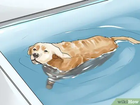 Проведите короткие тренировки с охотничьей собакой Шаг 5