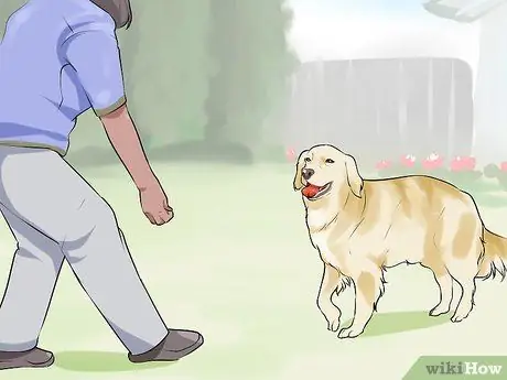 Проведите короткие тренировки с охотничьей собакой Шаг 6