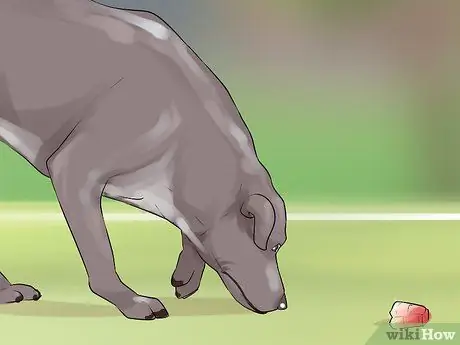 Проведите короткие тренировки с охотничьей собакой Шаг 9