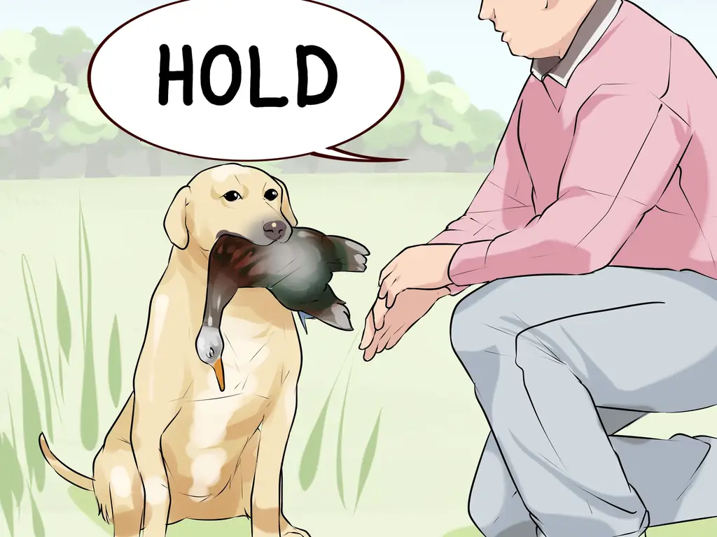 Как проводить короткие тренировки с охотничьей собакой: 14 шагов