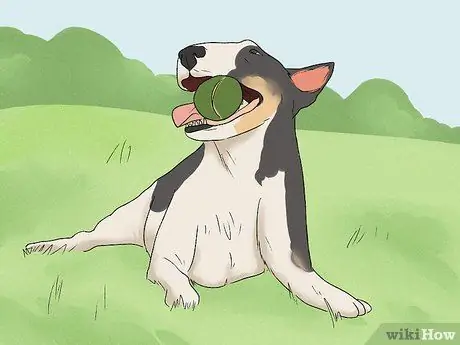 Как определить бультерьера Шаг 10