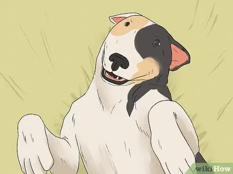 Как определить бультерьера Шаг 14