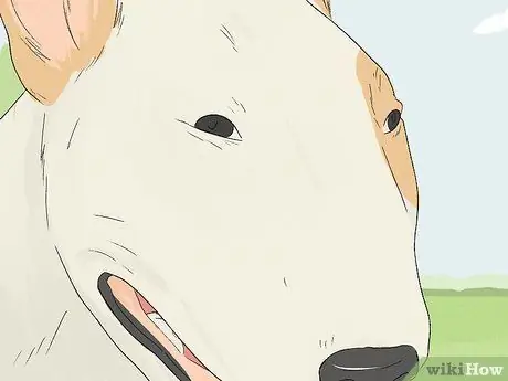 Как определить бультерьера Шаг 4