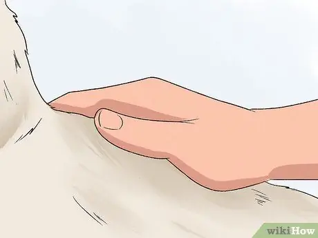 Как определить бультерьера Шаг 7