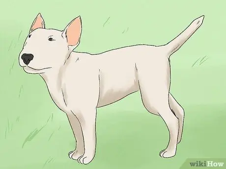 Как определить бультерьера Шаг 8