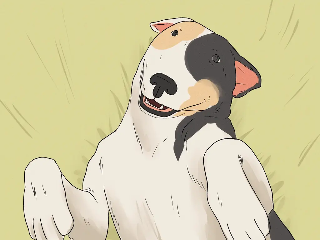 3 способа идентифицировать бультерьера