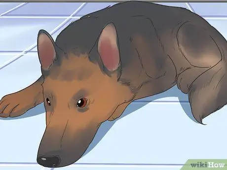 Диагностика эпилепсии у немецких овчарок Шаг 1