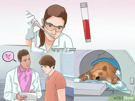 Диагностика эпилепсии у немецких овчарок Шаг 16