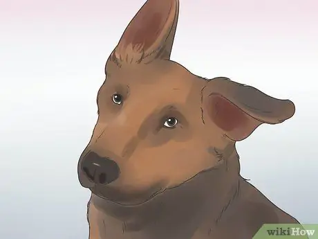 Диагностика эпилепсии у немецких овчарок Шаг 2