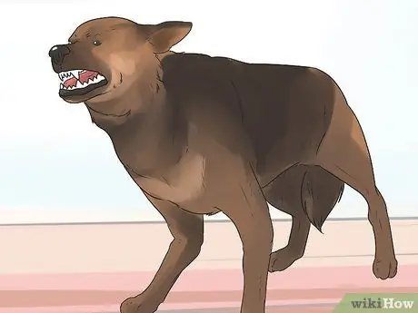 Диагностика эпилепсии у немецких овчарок Шаг 3