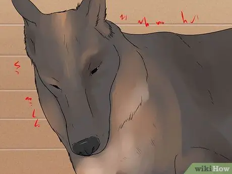 Диагностика эпилепсии у немецких овчарок Шаг 4