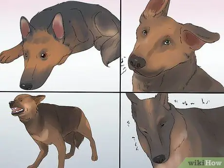 Диагностика эпилепсии у немецких овчарок Шаг 6