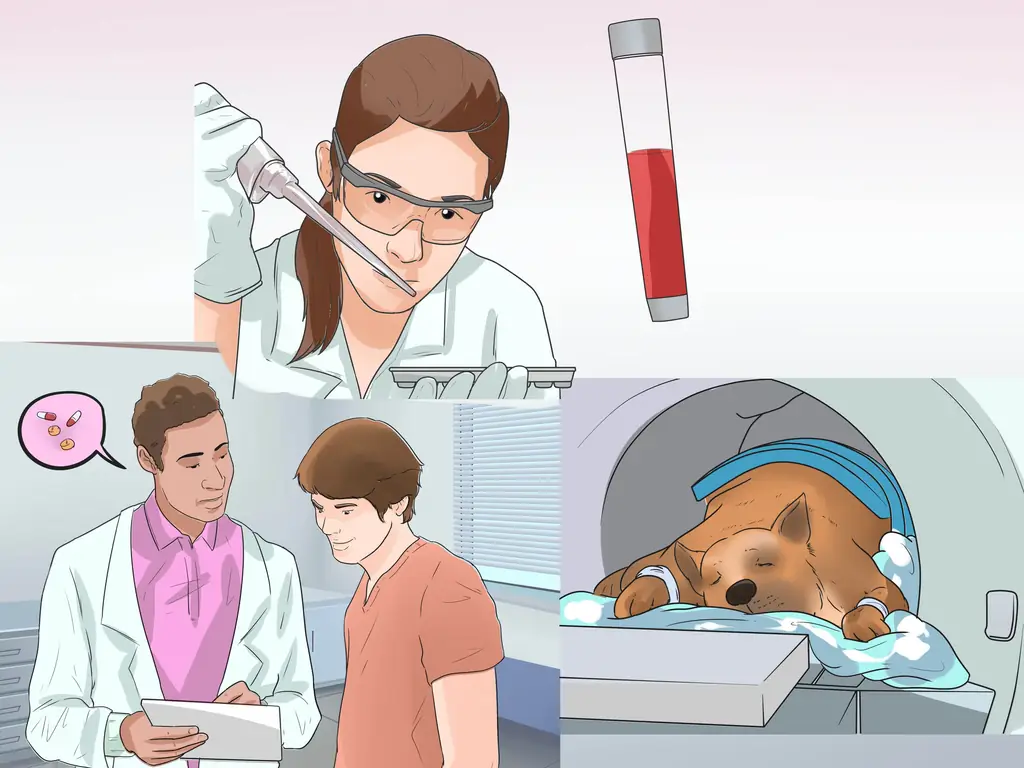 3 способа диагностики эпилепсии у немецких овчарок