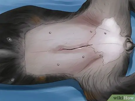 Лечить болезнь простаты у интактных кобелей Шаг 2