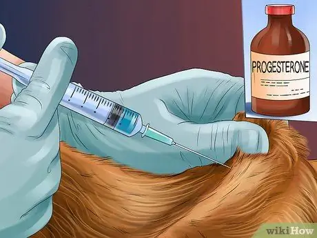 Лечить болезнь простаты у интактных кобелей Шаг 4