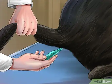 Лечить болезнь простаты у интактных кобелей Шаг 5