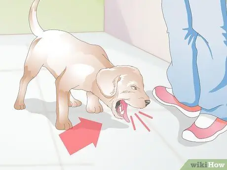 Вылечить питомник от кашля у собак естественным путем, шаг 1