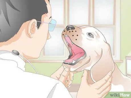 Вылечить питомник от кашля у собак естественным путем, шаг 2