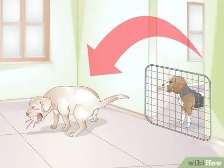 Вылечить питомник от кашля у собак естественным путем, шаг 3