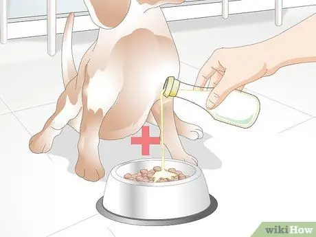 Вылечить питомник от кашля у собак естественным путем Шаг 7