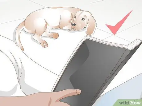 Вылечить питомник от кашля у собак естественным путем Шаг 9