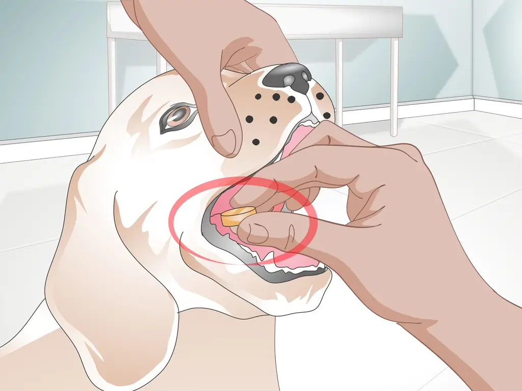 Как вылечить собачий кашель естественным путем: 11 шагов