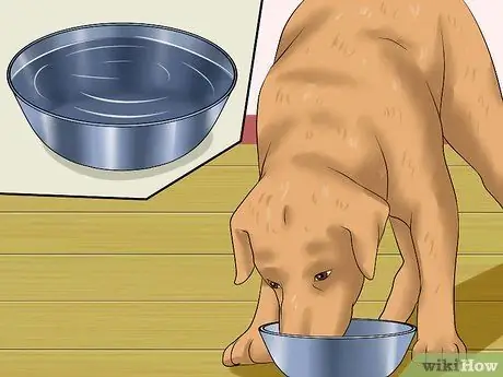 Лечить грипп у собак, шаг 2