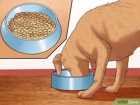 Предотвратить матирование у собак Шаг 7