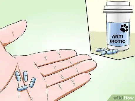 Лечить грипп у собак, шаг 4