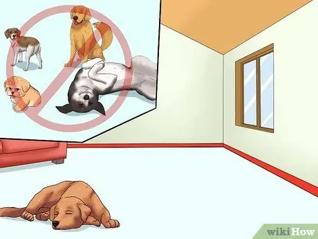 Лечить грипп у собак, шаг 5