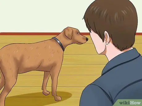 Лечить грипп у собак, шаг 6