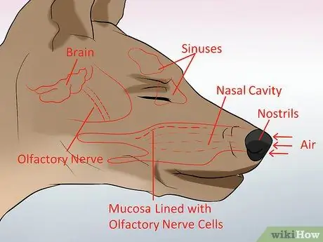 Избавьтесь от собачьей икоты, шаг 6