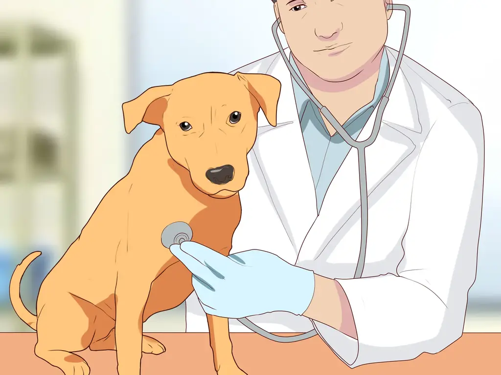 Как диагностировать кашель у собак: 10 шагов (с изображениями)