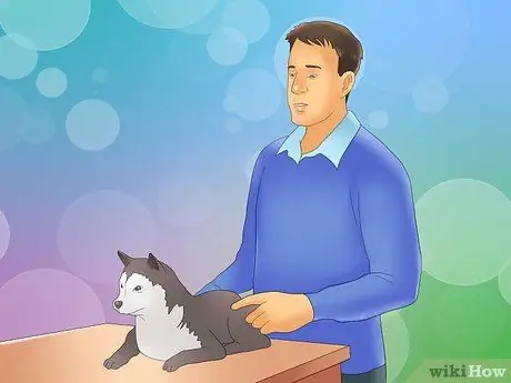 Как распознать питомниковый кашель у собак Шаг 11