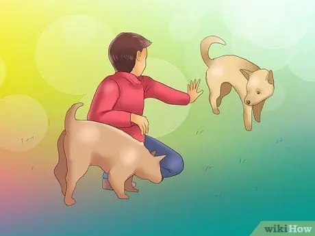 Как распознать питомниковый кашель у собак Шаг 16