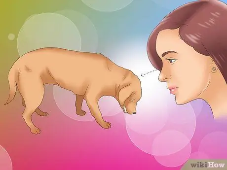 Как распознать кашель у собак, шаг 2