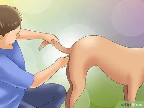 Как распознать питомниковый кашель у собак Шаг 4