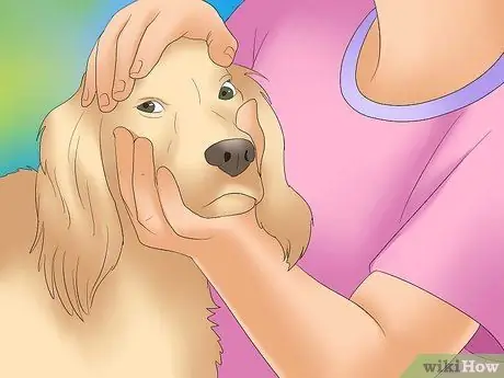 Как распознать питомниковый кашель у собак Шаг 7