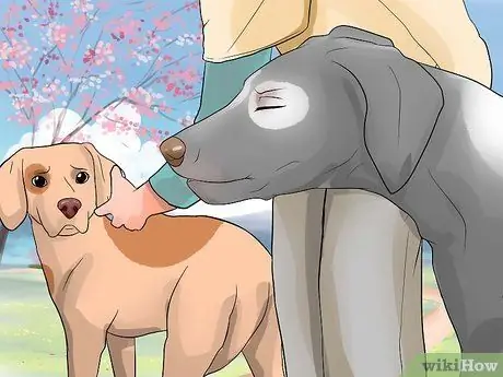 Предотвратить собачий грипп, шаг 2