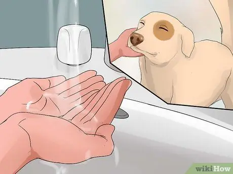 Предотвратить собачий грипп, шаг 3