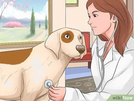 Предотвратить собачий грипп, шаг 5