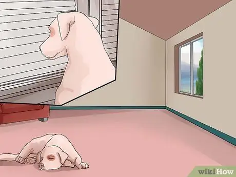 Предотвратить собачий грипп, шаг 6