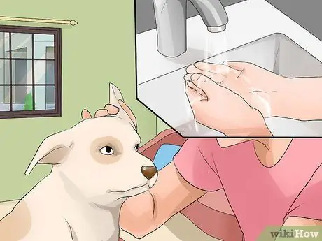 Предотвратить собачий грипп, шаг 7